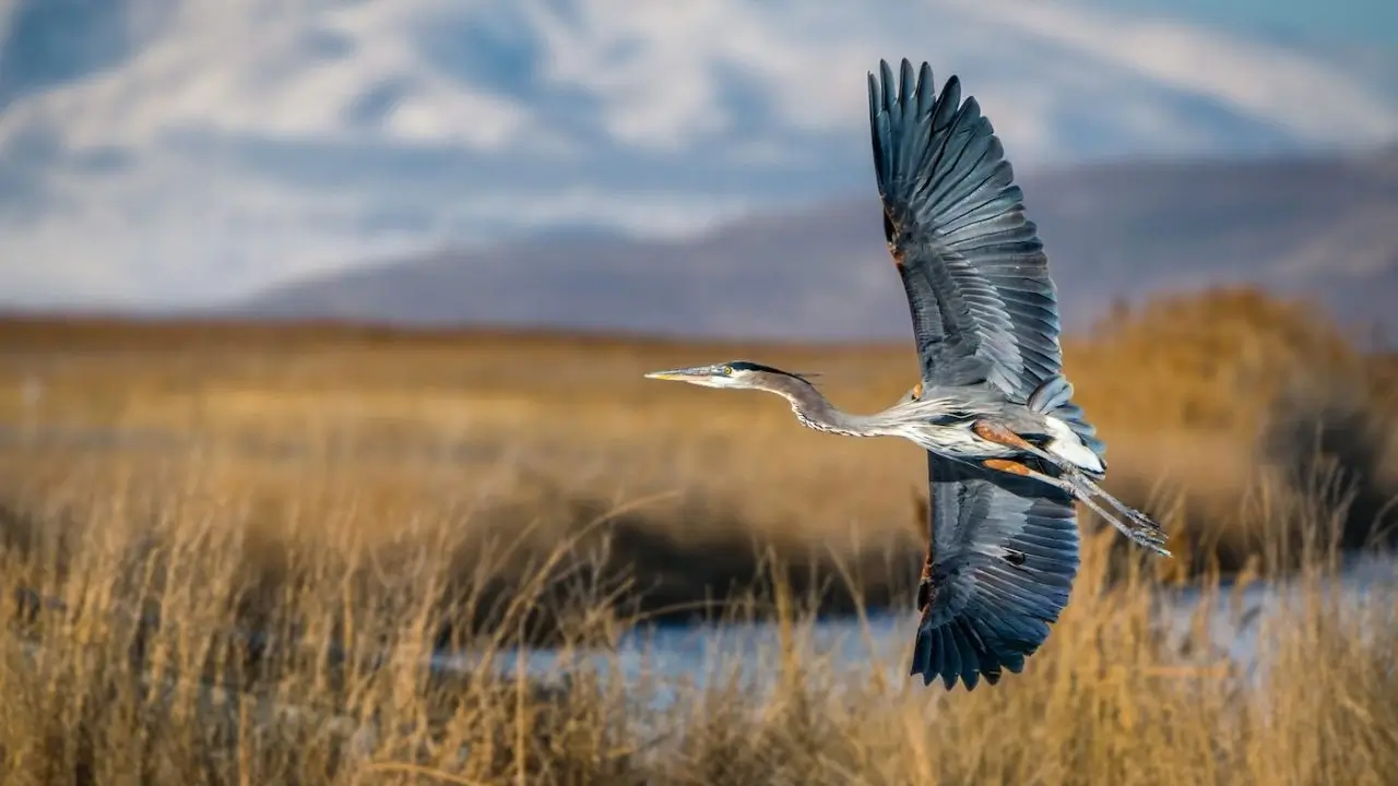 migrazione degli uccelli